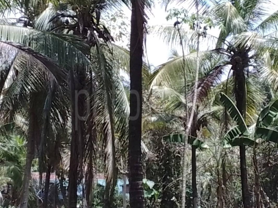 Agricultural Land for Sale in Pannala