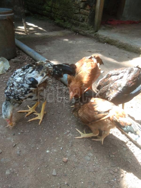 Advertisement image 3