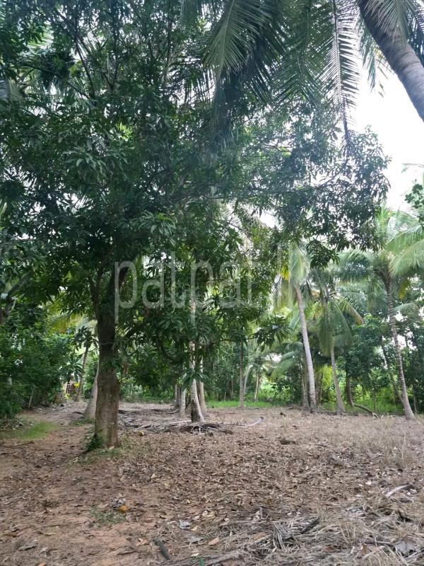 Residential Land for Sale in Avissawella