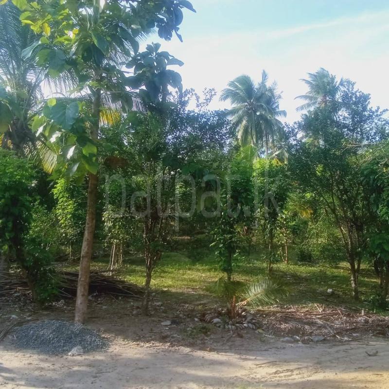 Commercial Land for Sale in Weeraketiya