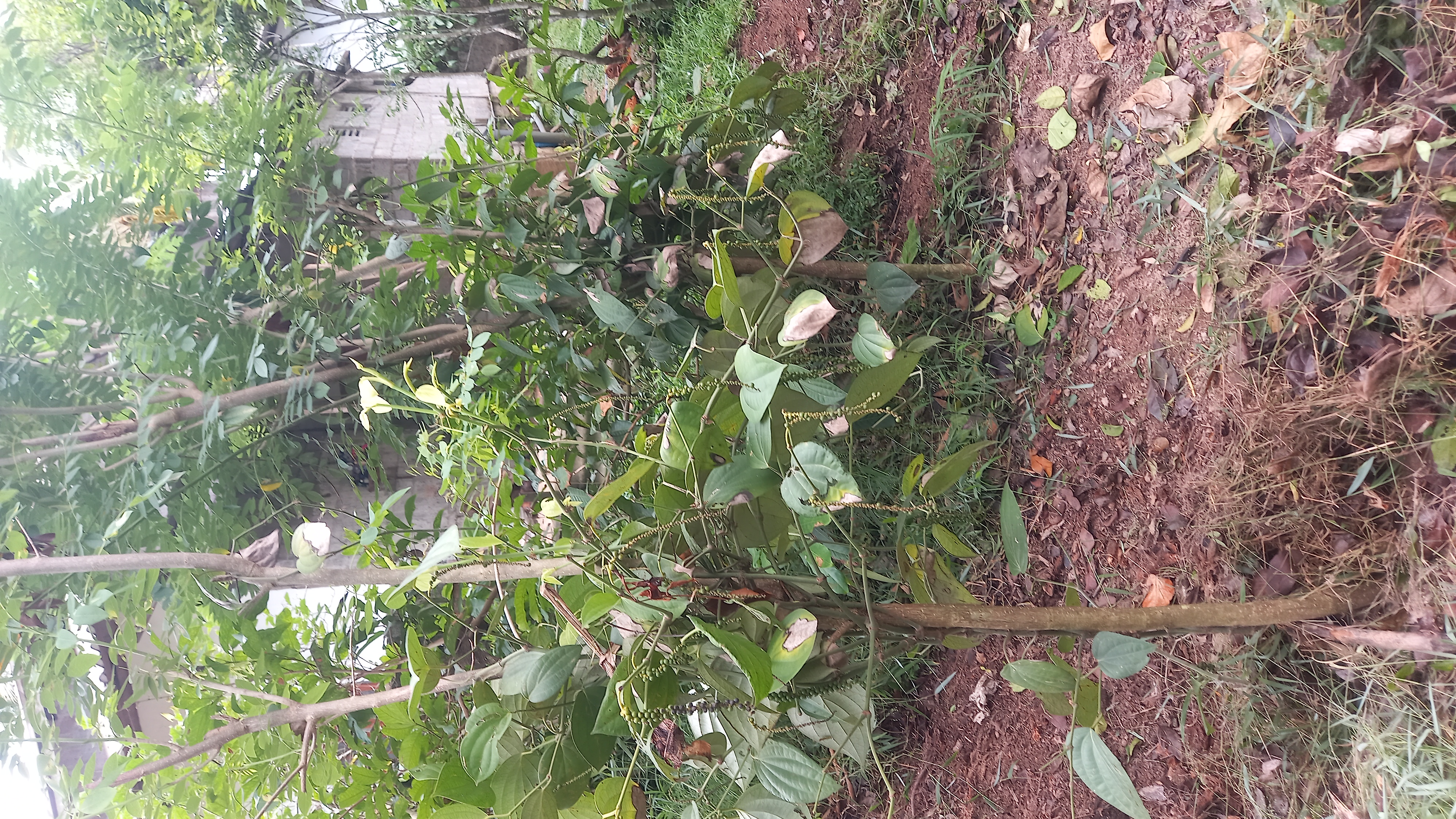 Residential Land for Sale in Horampella