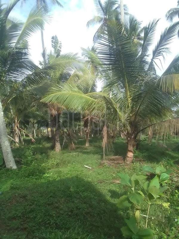 Agricultural Land for Sale in Wariyapola
