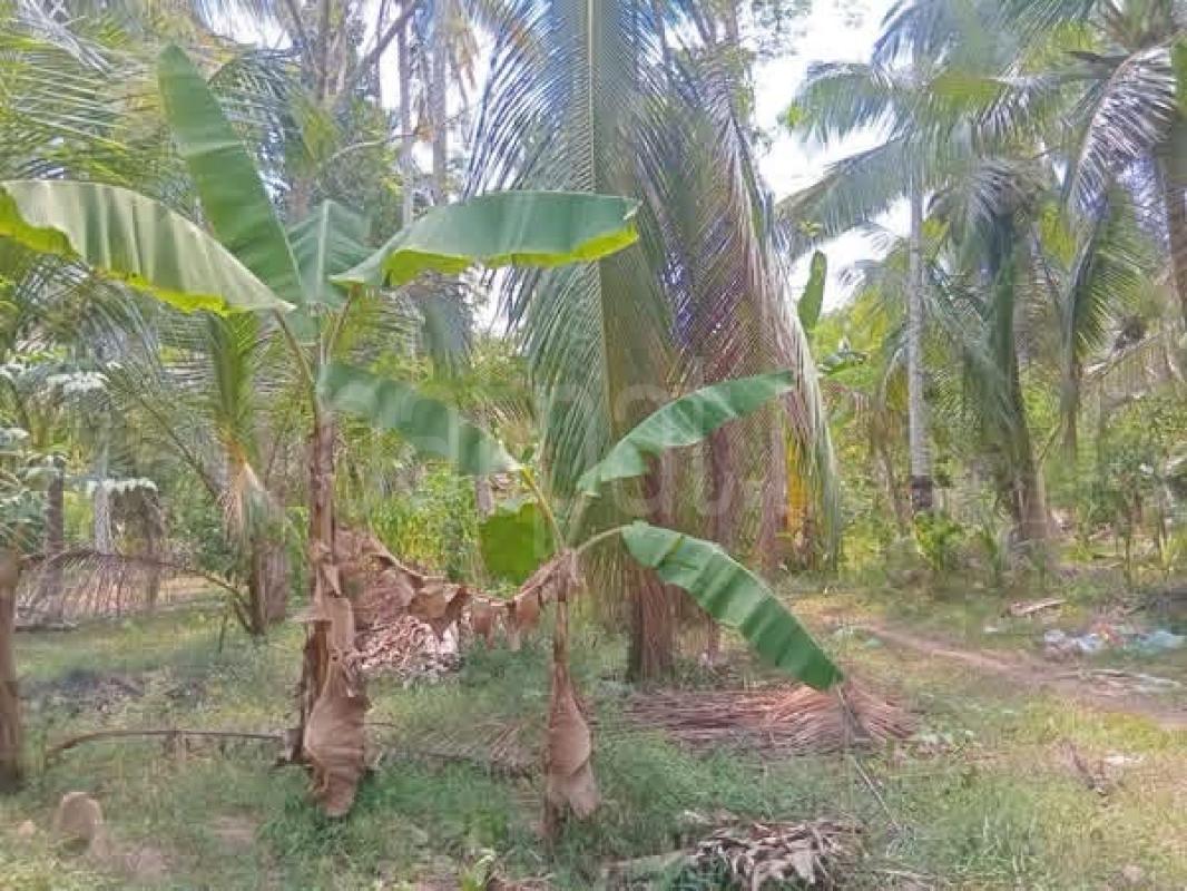 Agricultural Land for Sale in Gampaha ads-image-1