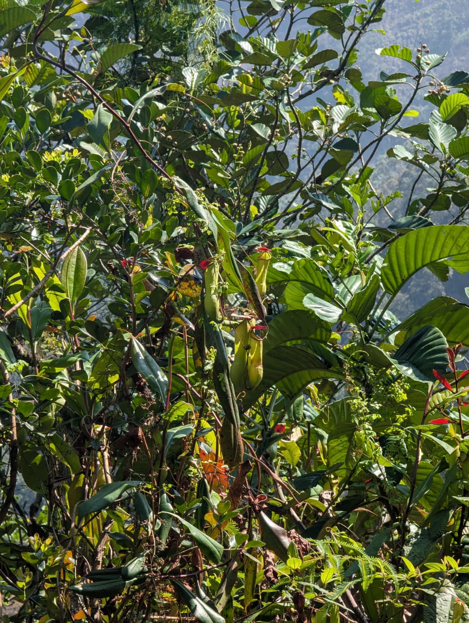 Residential Land for Sale in Yakkala