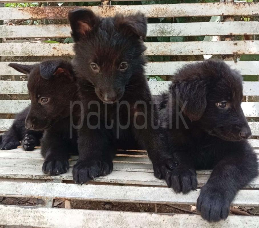 German Shepherd Puppies