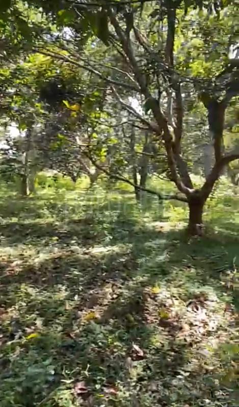 Agricultural Land for Sale in Ranna ads-image-1