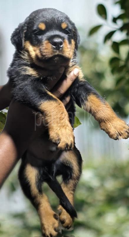 Rottweiler Puppies ads-image-1