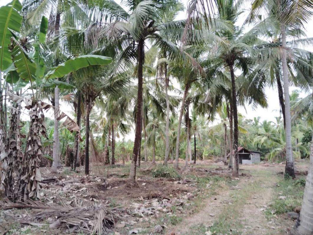 Agricultural Land for Sale in Nikaweratiya