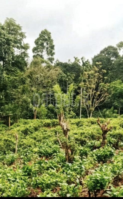 Commercial Land for Sale in Kundasale