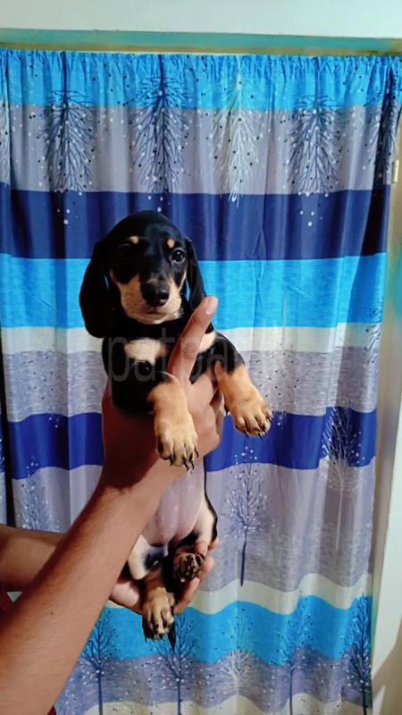 Dachshund puppies