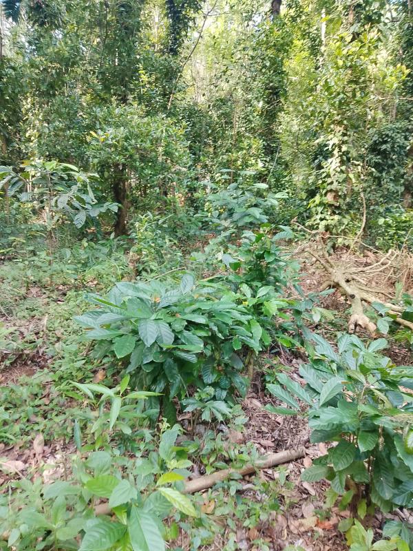 Residential Land for Sale in Kandy ads-image-1