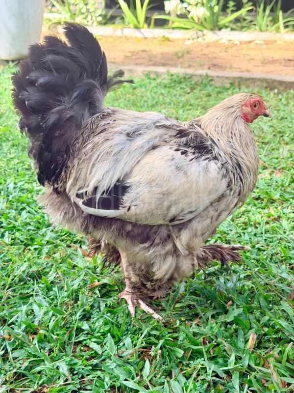 Original Brahma hens