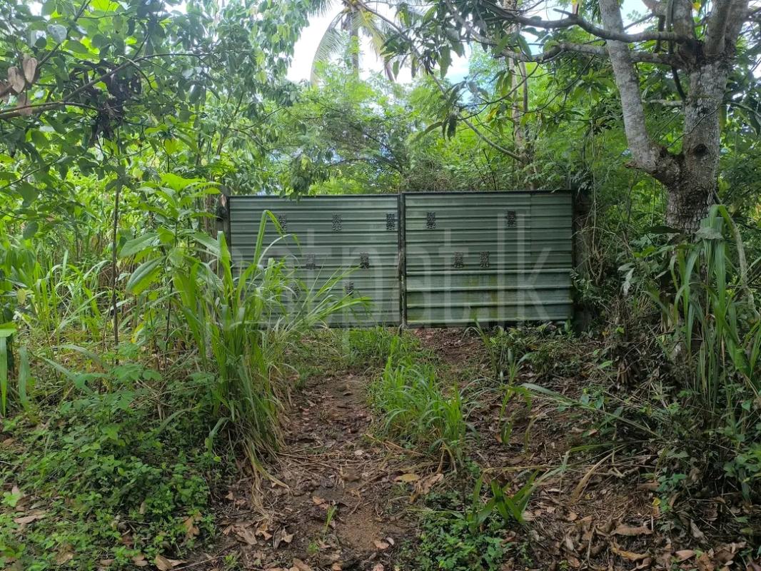 Agricultural Land for Sale in Avissawella