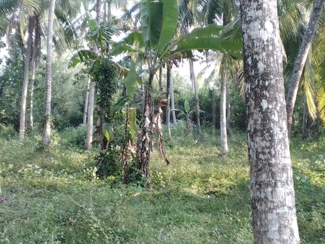 Agricultural Land for Sale in Makandura ads-image-1