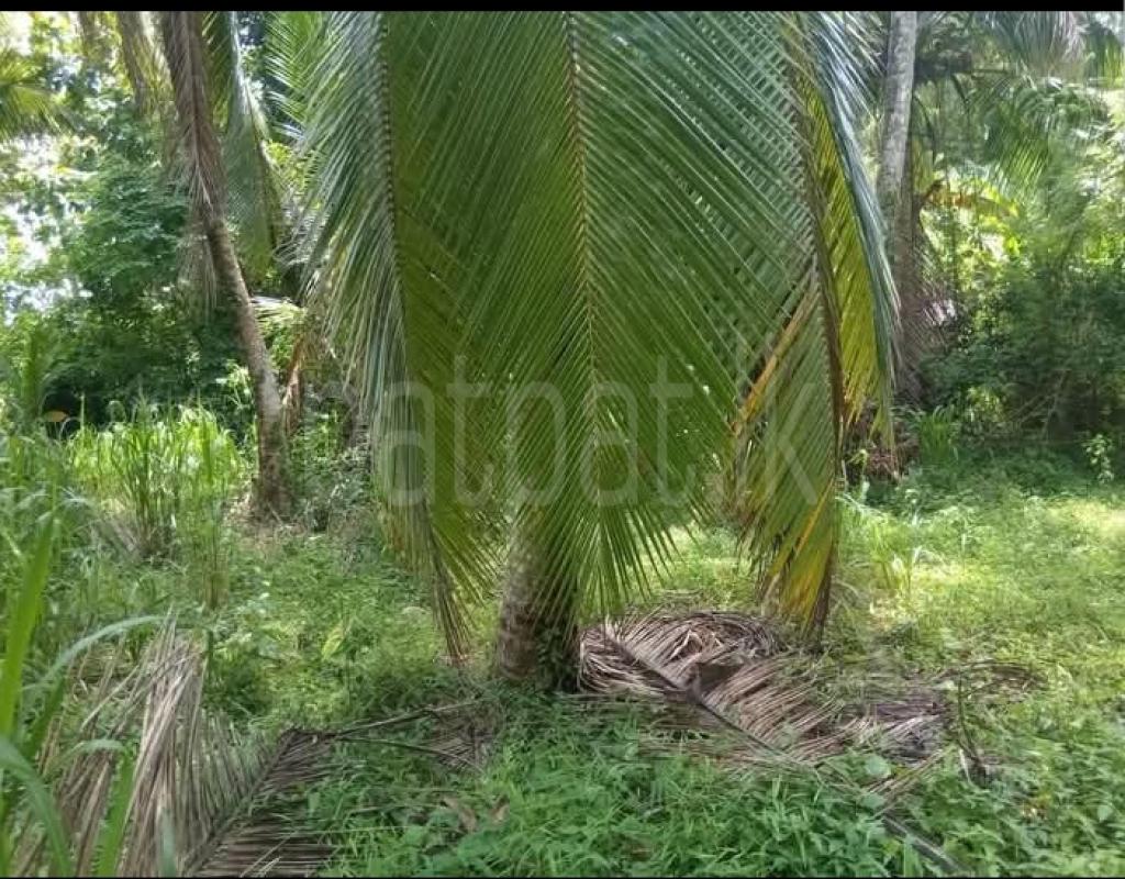 Agricultural Land for Sale in Pannala ads-image-1