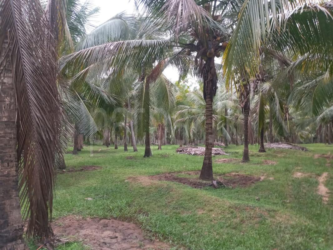 Agricultural Land for Sale in Kurunegala