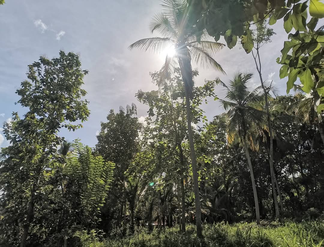 Residential Land for Sale in Weeraketiya