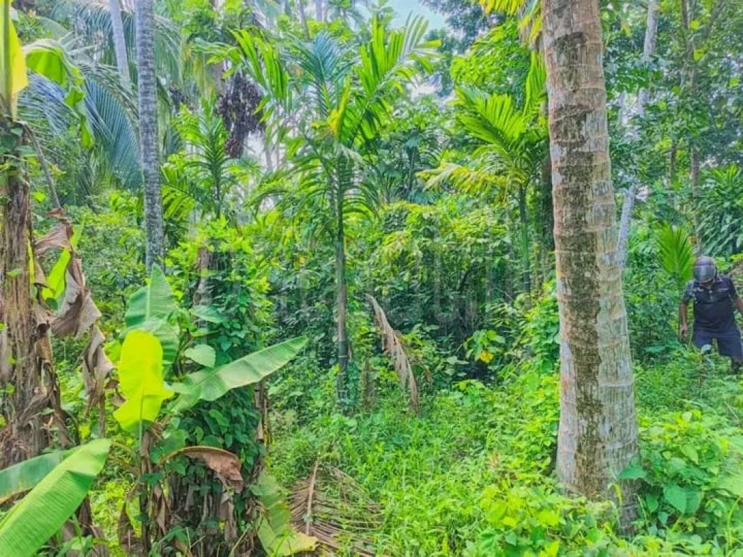 Commercial Land for Sale in Veyangoda
