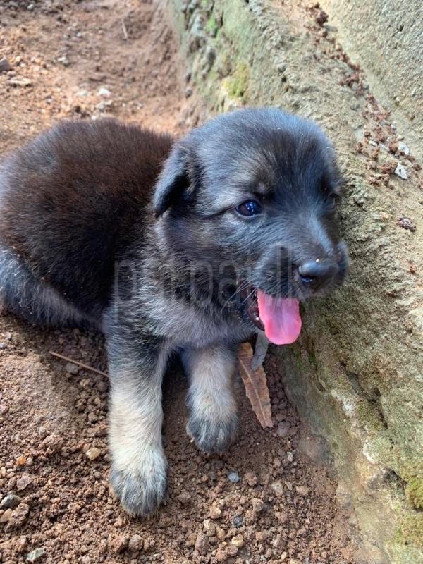 German shepherd long cod