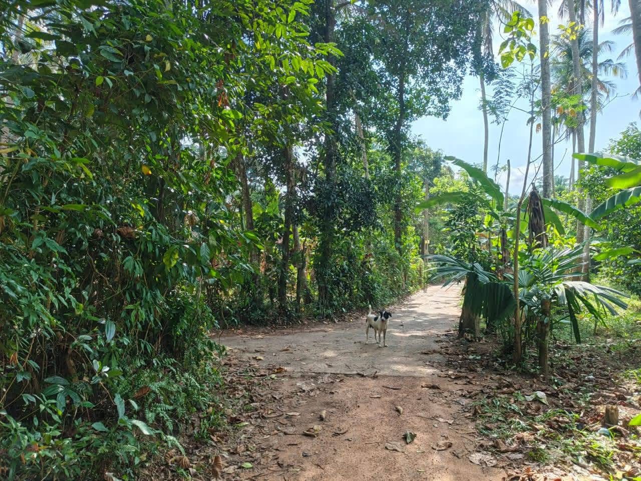 Residential Land for Sale in Yakkala ads-image-1