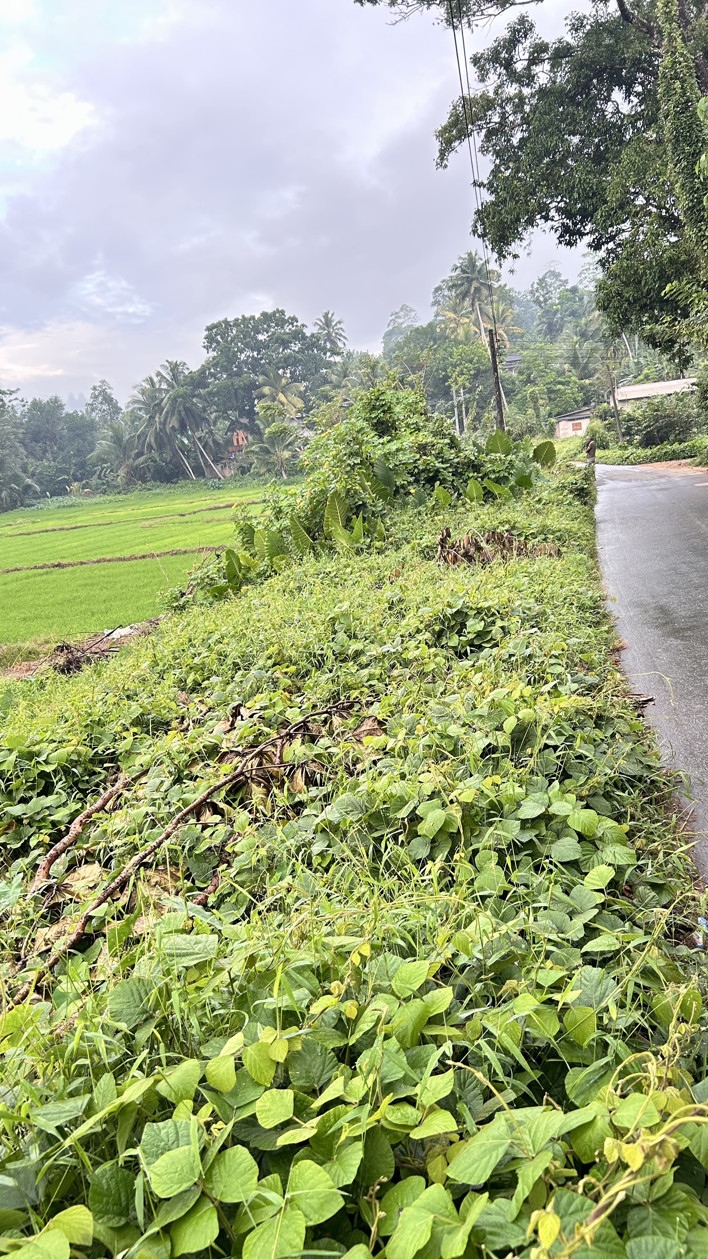 Agricultural Land for Sale in Bulathsinhala