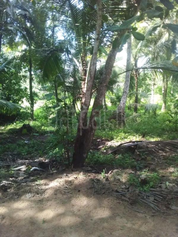 Commercial Land for Sale in Kalugamuwa