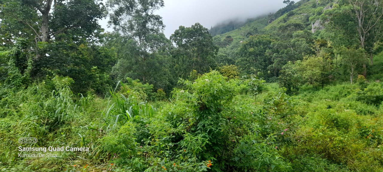 Commercial Land for Sale in Haputale