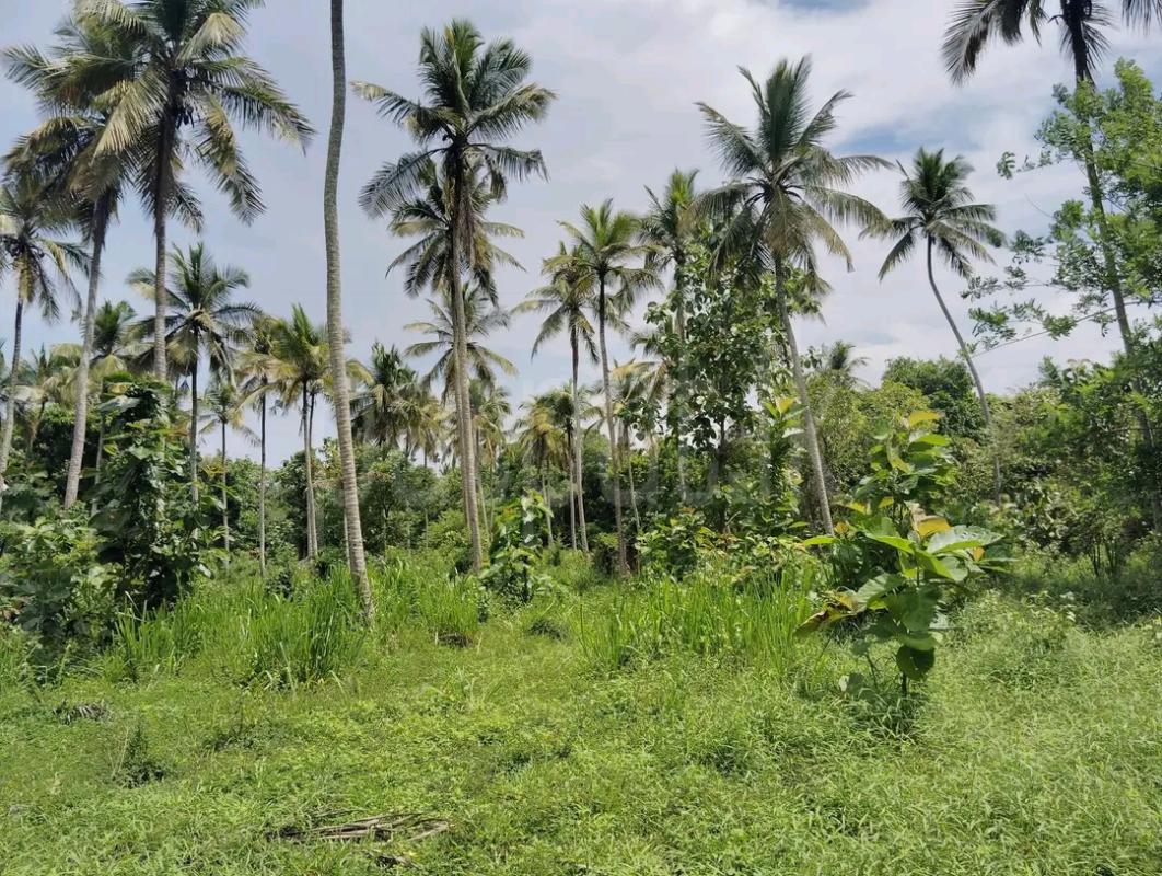 Agricultural Land for Sale in Maho
