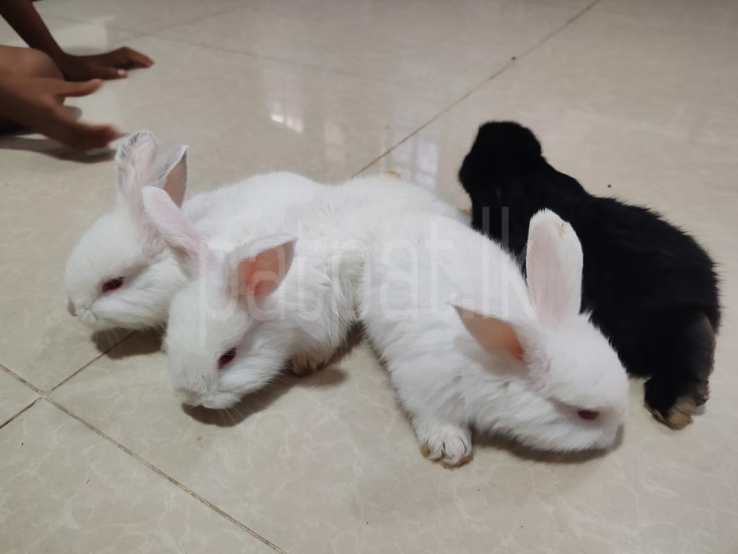 Rabbit