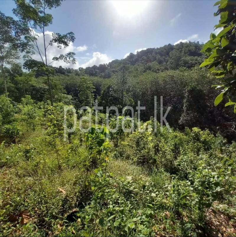Agricultural Land for Sale in Kegalle ads-image-1