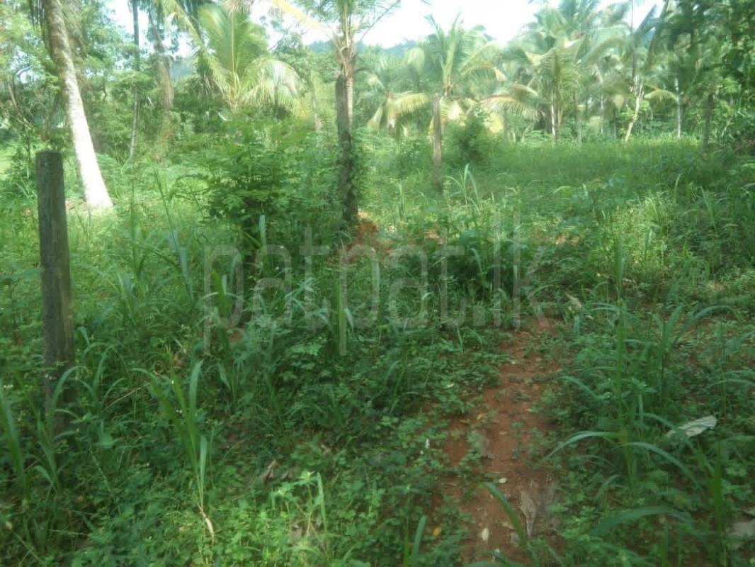 Agricultural Land for Sale in Pannala