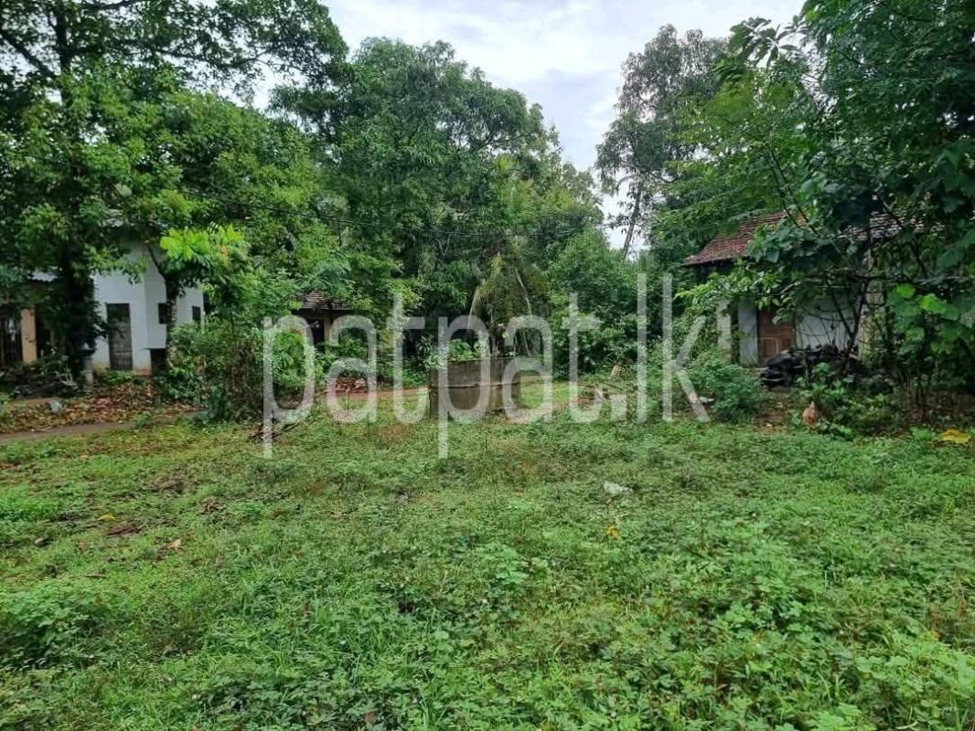 Agricultural Land for Sale in Weliveriya