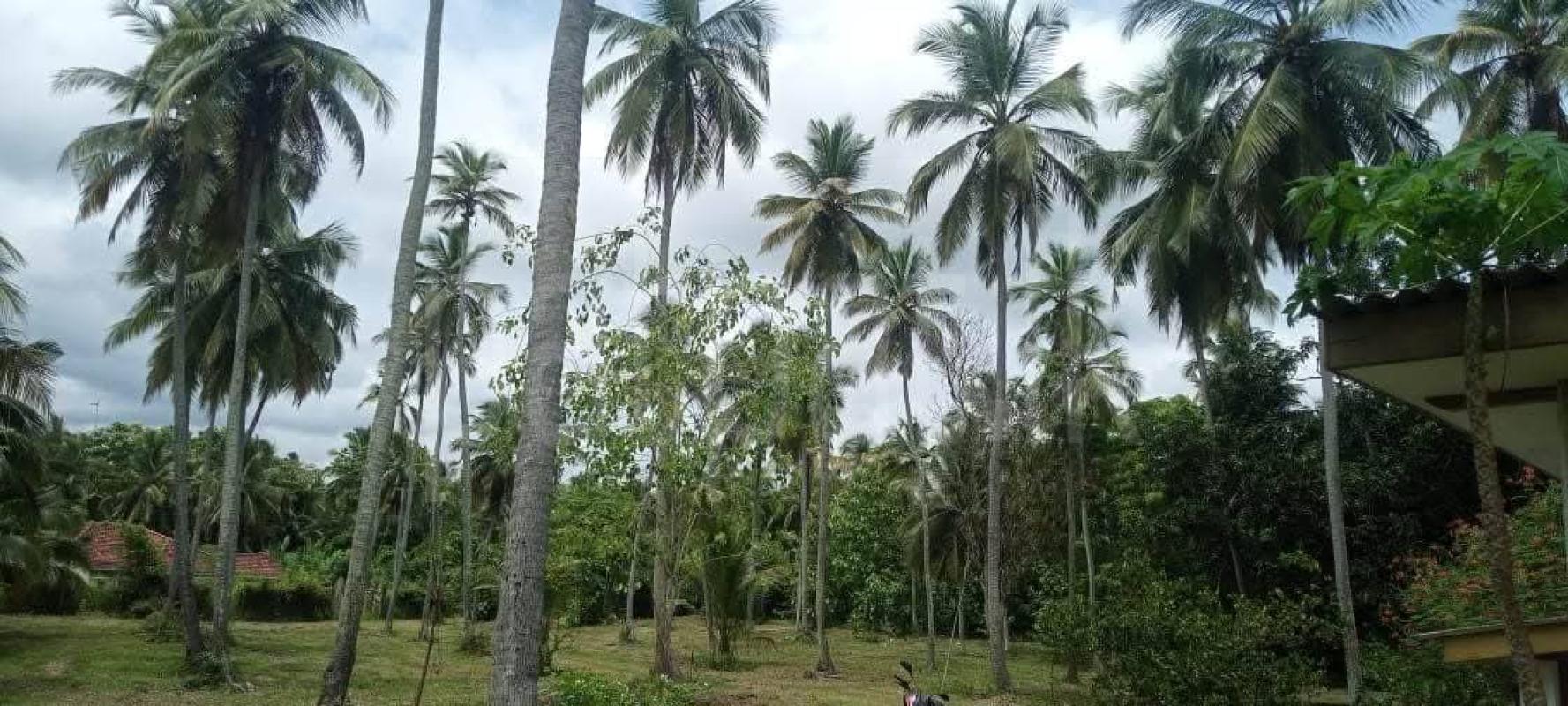 Agricultural Land for Sale in Kurunegala