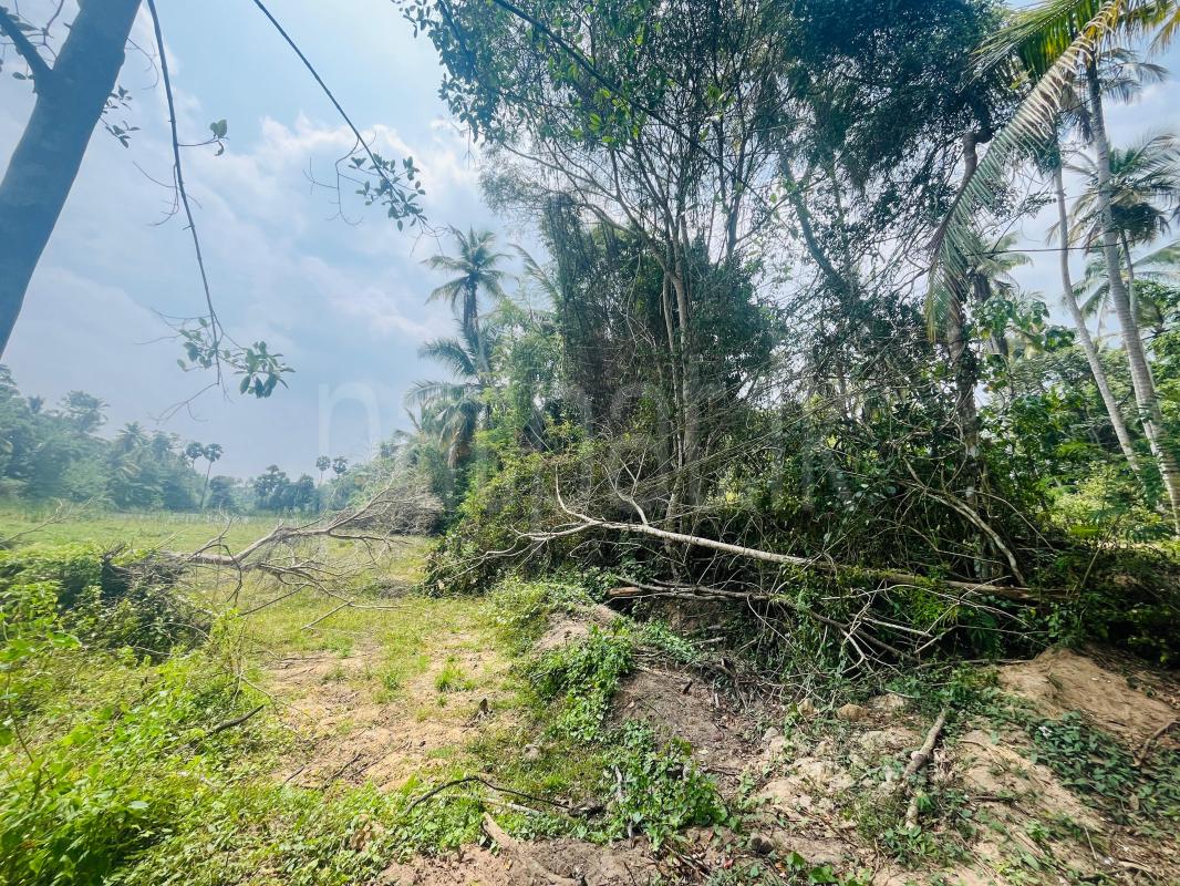Agricultural Land for Sale in Beliatta