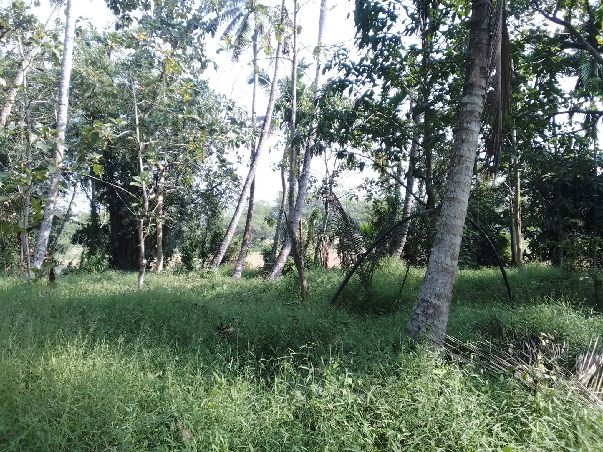 Agricultural Land for Sale in Kuliyapitiya