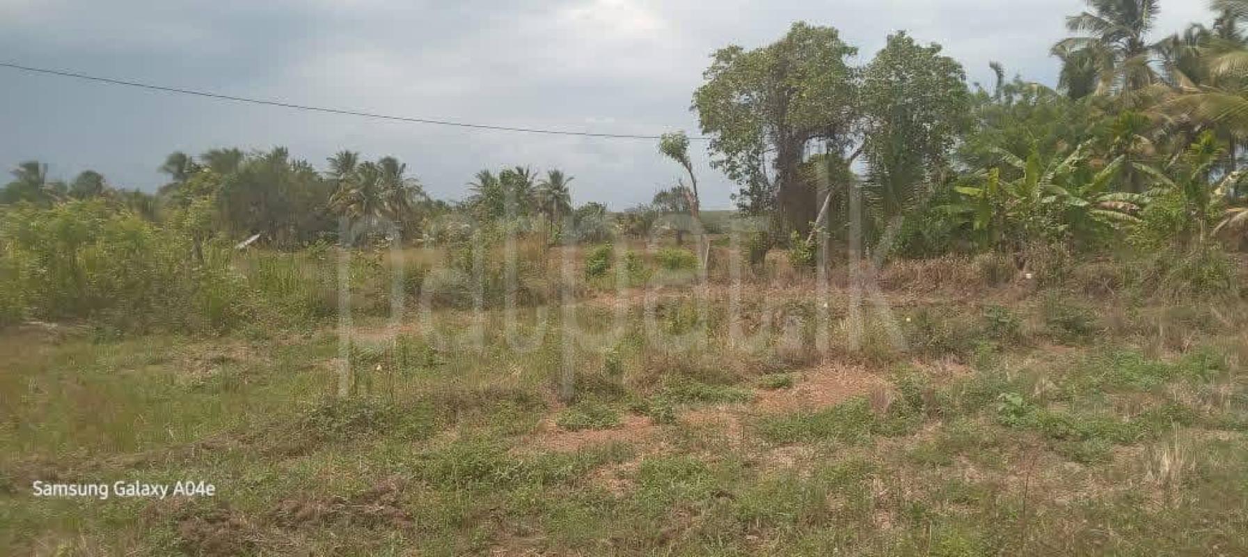 Agricultural Land for Sale in Hambantota ads-image-1