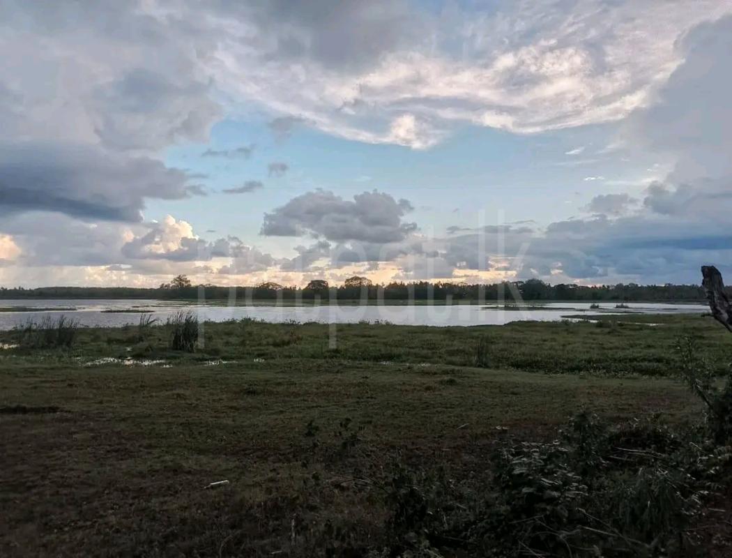 Agricultural Land for Sale in Chilaw