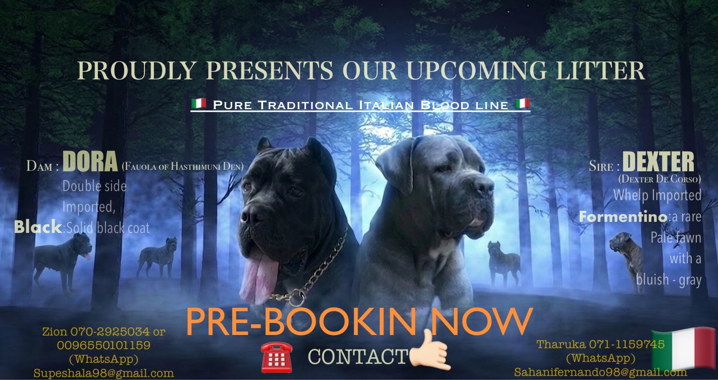 CANE CORSO(ITALIAN MASTIFF)