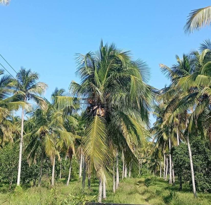 Commercial Land for Sale in Kurunegala