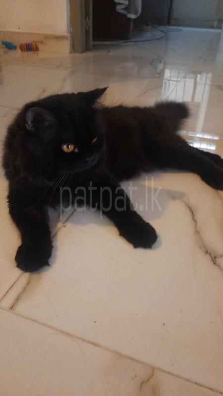 Persian Cat ads-image-1