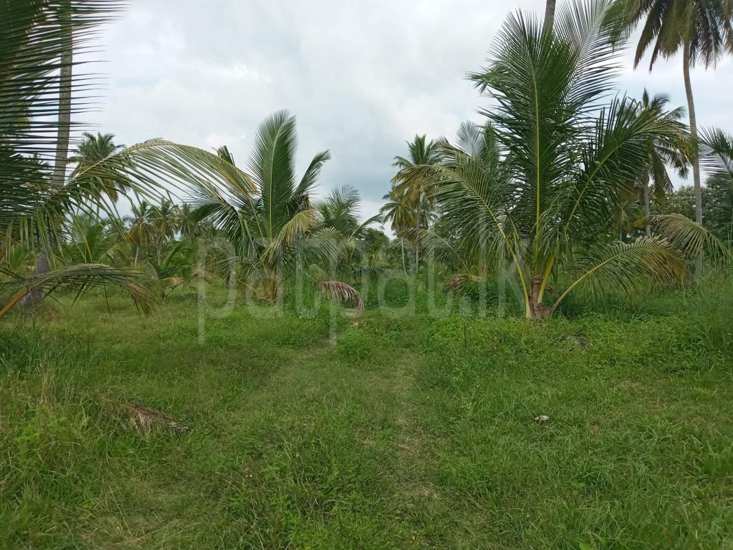 Agricultural Land for Sale in Kurunegala