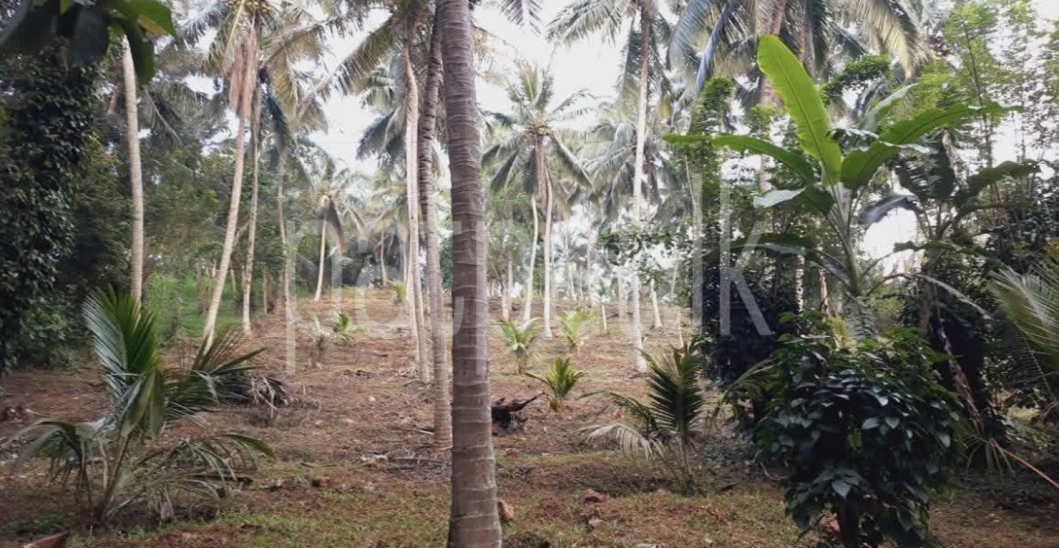 Agricultural Land for Sale in Kundasale