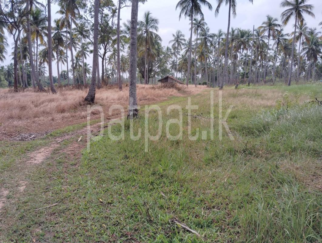 Agricultural Land for Sale in Wariyapola