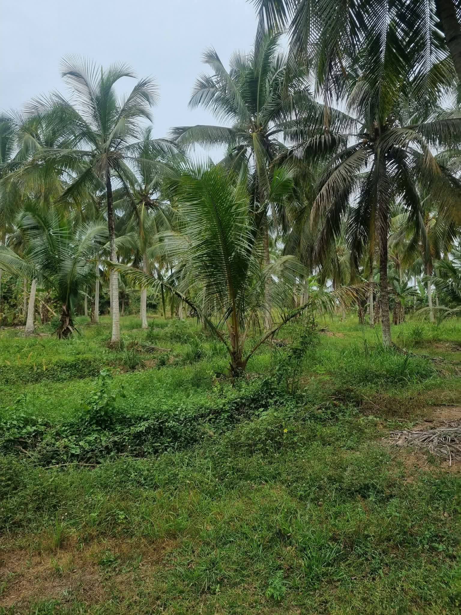 Agricultural Land for Sale in Nikaweratiya