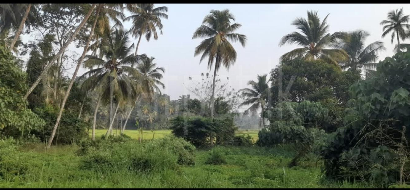 Agricultural Land for Sale in Wanchawela