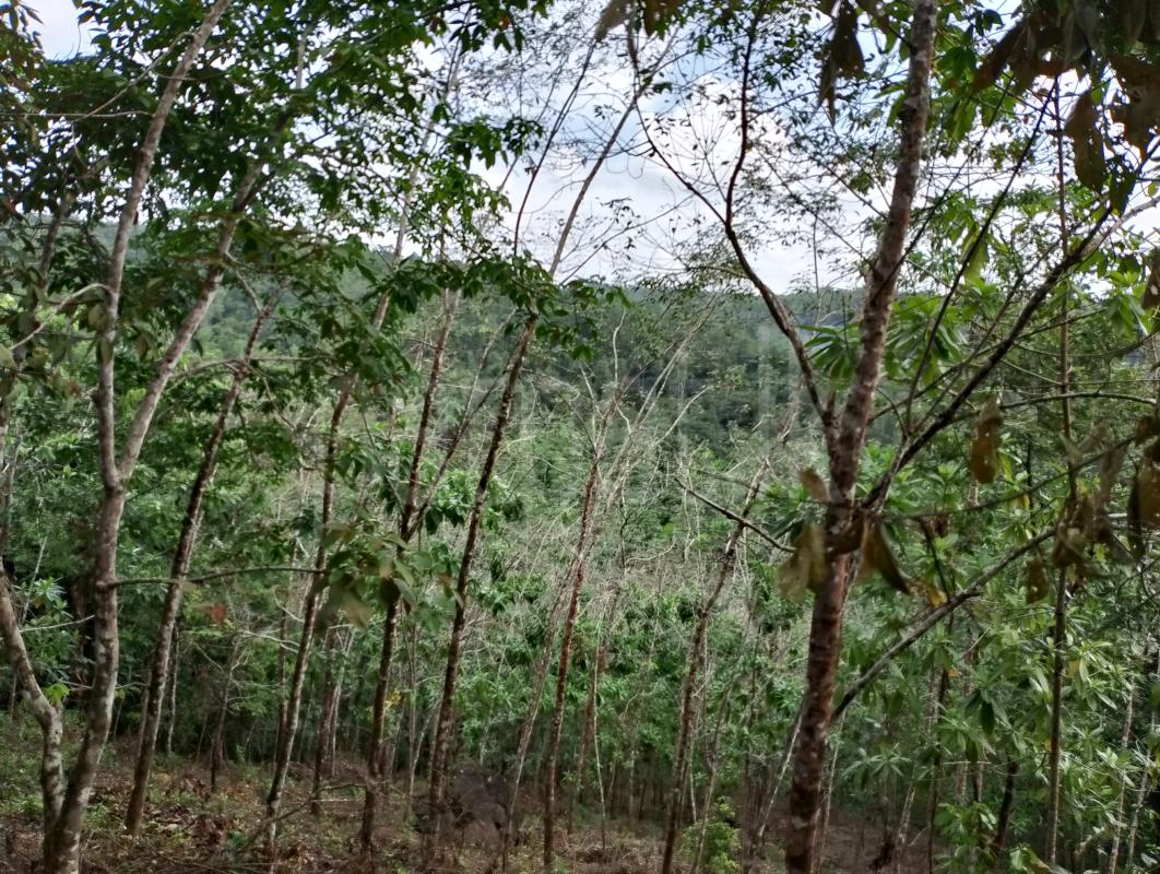 premium-listing-image