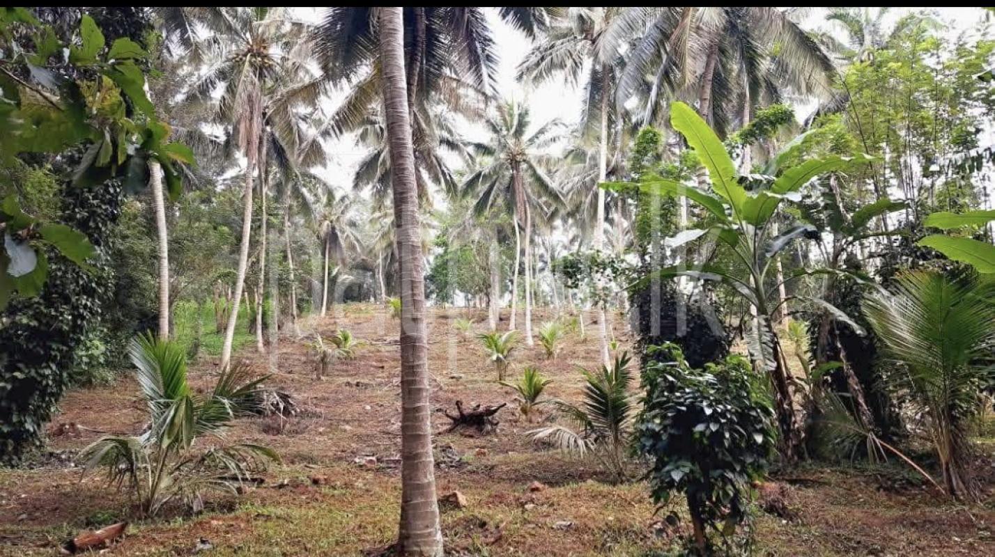 Agricultural Land for Sale in Kundasale