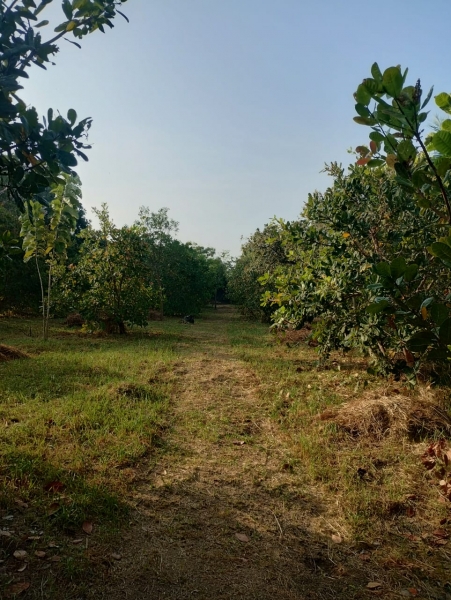 Agricultural Land for Sale in Puttalam