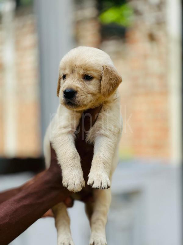 Golden retriever