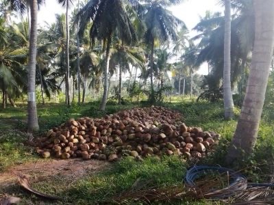 Agricultural Land for Sale in Marawila
